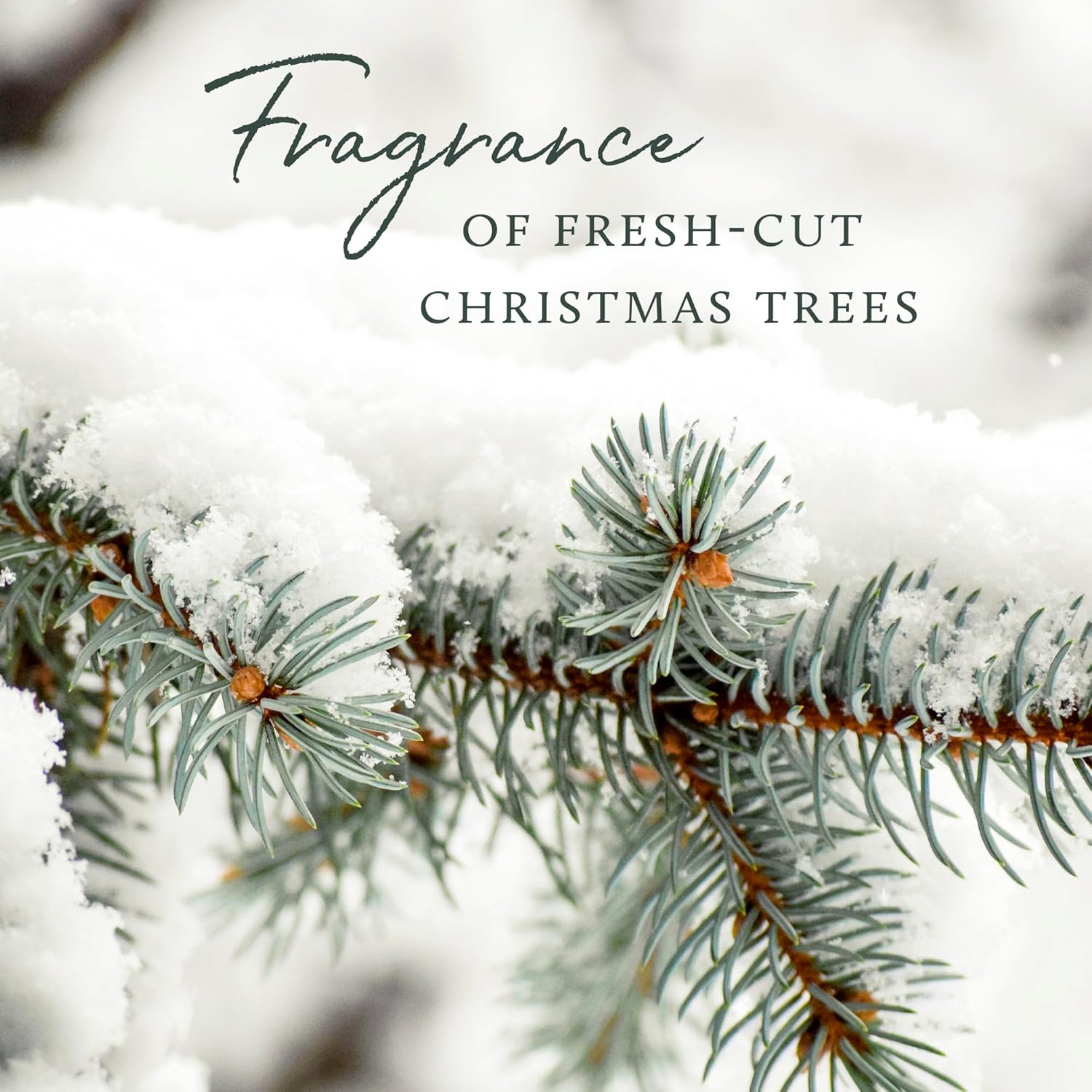 Thymes Frasier Fir Candle Tin with Gold Lid 65 oz